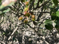 Phillyrea latifolia media