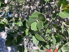 Phillyrea latifolia media