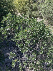 Phillyrea latifolia media