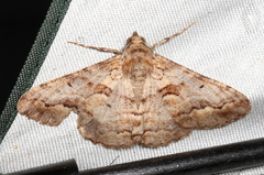 Gastrinodes bitaeniaria