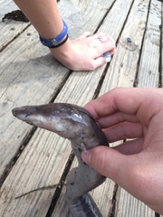 Amphiuma tridactylum