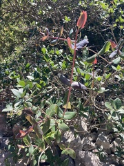 Lonicera implexa