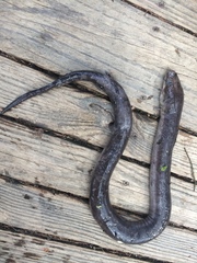 Amphiuma tridactylum