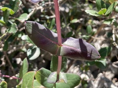 Lonicera implexa