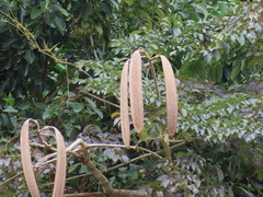 Oroxylum indicum
