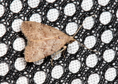 Tolpiodes oligolasia