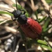 Blood-winged Blister Beetle - Photo (c) Pete Kerby-Miller, some rights reserved (CC BY-NC-ND), uploaded by Pete Kerby-Miller