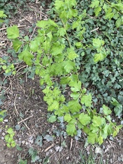 Crataegus monogyna