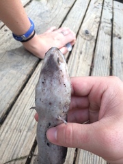Amphiuma tridactylum