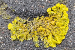 Xanthoria calcicola