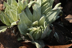 Primula halleri