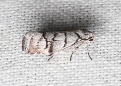 Lichenaula onychodes