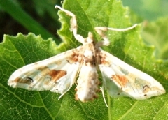 Leucinodes orbonalis