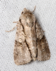 Turnerinycta phaeocosma