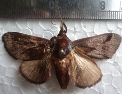Phocoderma velutina