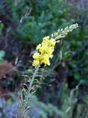 Bulbine cepacea