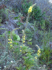 Bulbine cepacea