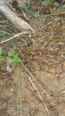 Graptostethus servus