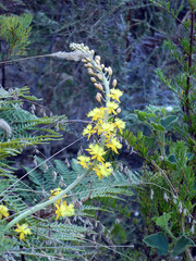 Bulbine cepacea