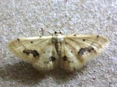 Idaea chotaria