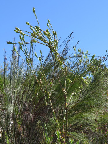 Image of Leucadendron diemontianum by (c) Jeremy Gilmore, some rights reserved (CC BY)