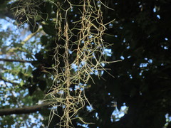 Tillandsia usneoides