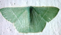 Pelagodes antiquadraria