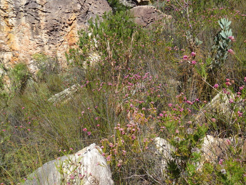 Image of Leucadendron diemontianum by (c) Jeremy Gilmore, some rights reserved (CC BY)
