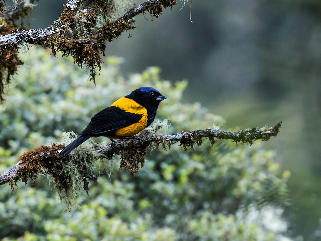 Golden-backed Mountain Tanager photo