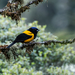 Golden-backed Mountain-Tanager - Photo (c) Nick Athanas, some rights reserved (CC BY-NC-SA)