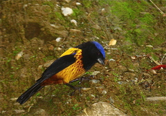 Golden-Backed Mountain-Tanager photo 2