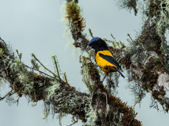 Golden-Backed Mountain-Tanager photo 3