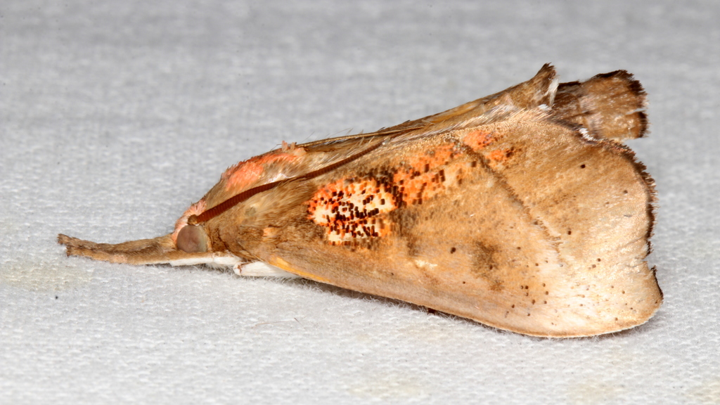 Styphlolepis hypermegas