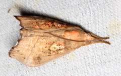 Styphlolepis hypermegas