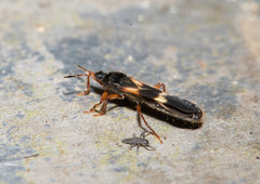 Pirkimerus japonicus