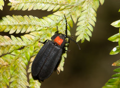 Pyrocoelia formosana