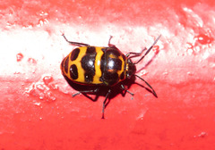 Chrysocoris fascialis