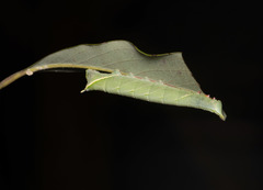 Smerinthinae