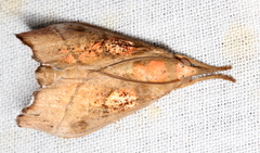 Styphlolepis hypermegas