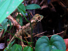 Enyalius iheringii