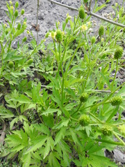 Ranunculus chinensis