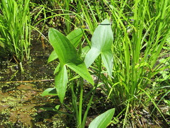 Sagittaria