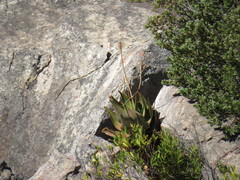 Aloe perfoliata