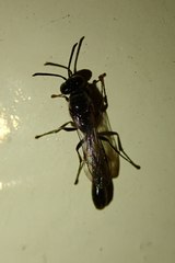Trypoxylon formosicola