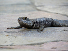 Peters' Lava Lizard photo 3