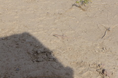 Acanthodactylus boskianus