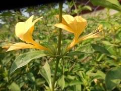 Barleria prionitis prionitis