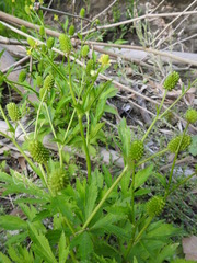 Ranunculus chinensis