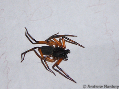 Platyoides walteri