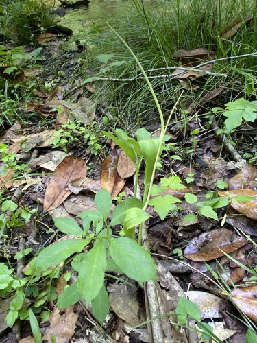 Arisaema image